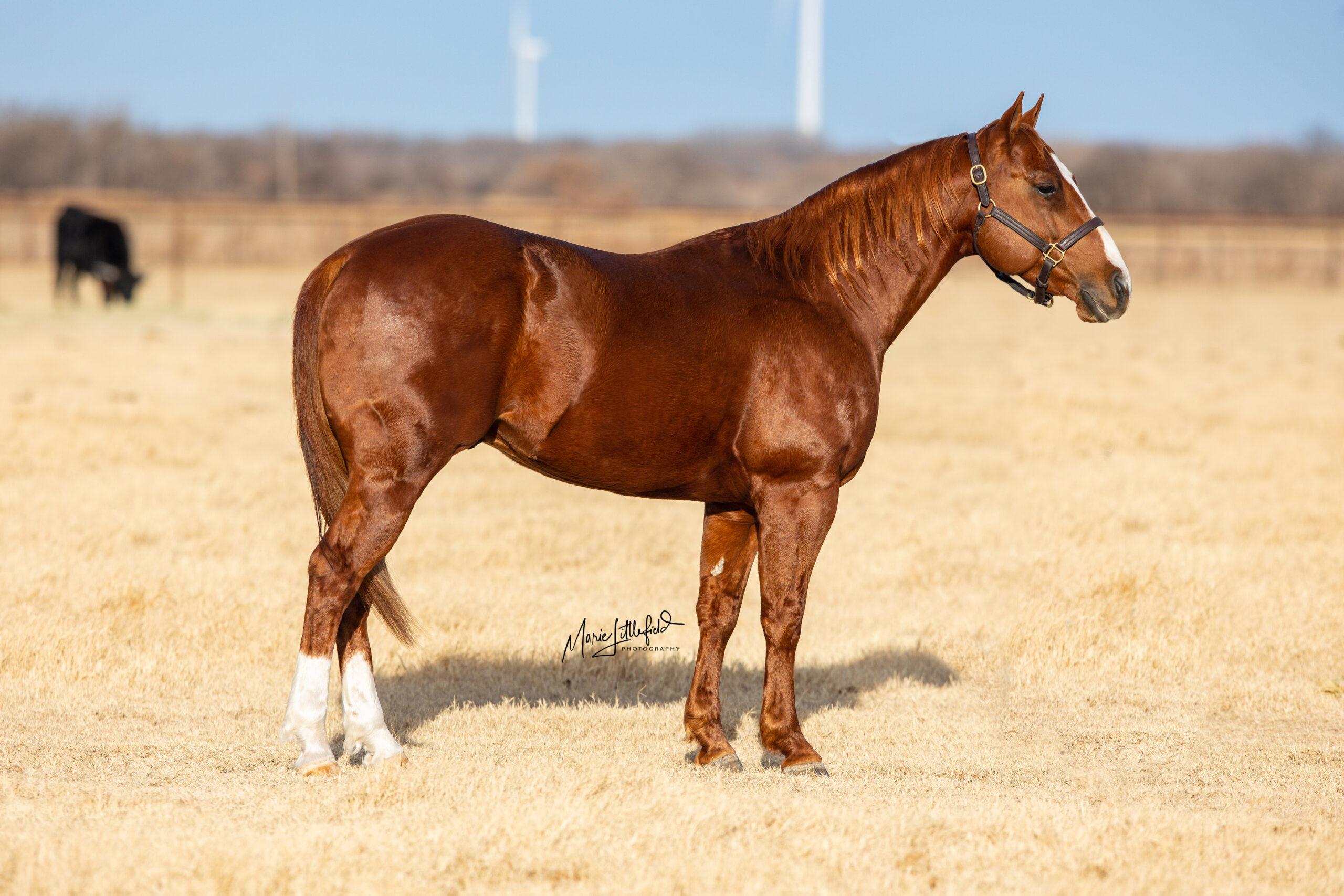 SJR Hirey | Rocker b Ranch | Stallions, Cattle & Hunting in