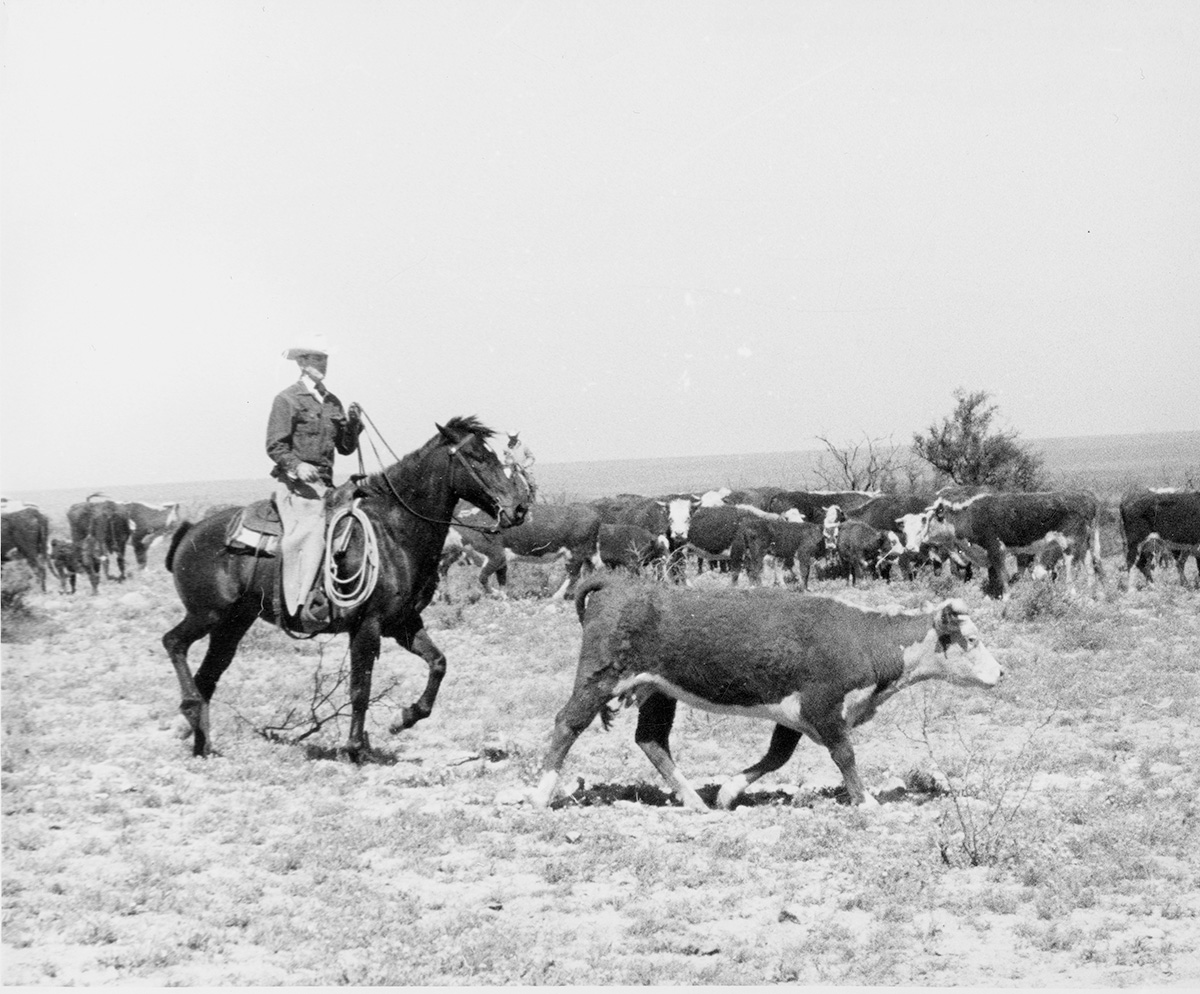 About | Rocker B Ranch | Stallions, Cattle & Hunting In Texas