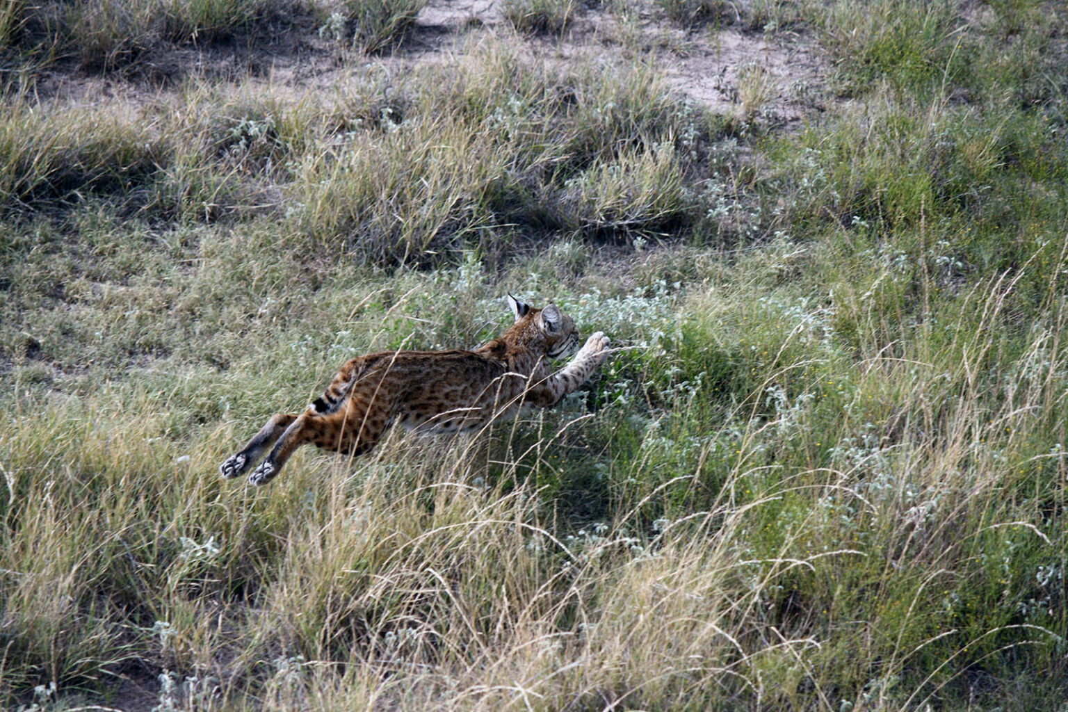 Hunting | Rocker B Ranch | Stallions, Cattle & Hunting In Texas